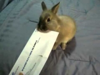 ארנב פותח מכתב
