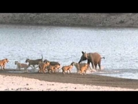 צפו: פיל צעיר שורד התקפה מ-14 אריות