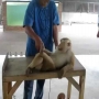 קוף בביצוע שכיבות שמיכה וכפיפות בטן