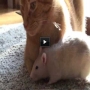 צפו: חתול ועכבר החברים הכי טובים