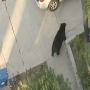 [אמיתי] - דוב באמצע הרחוב