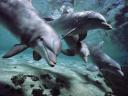 תמונת רקע דולפינים בצלילה