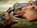 רקעים Hippopotamus Kiss