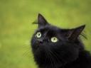 תמונת רקע חתול שחור