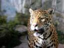 רקעים Jaguar Panthera