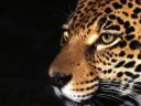 Leopard נמר