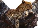 תמונת רקע Leopard נמר
