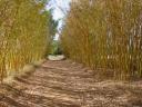 רקעים bamboo