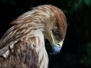Sad Eagle