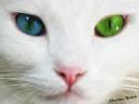 תמונת רקע עיניים צבעוניות לחתול