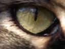 תמונת רקע עין חתול