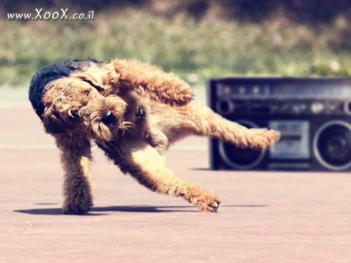תמונת Breakdance לכלב