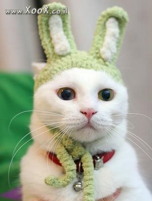 תמונת כובע צמר לחתול
