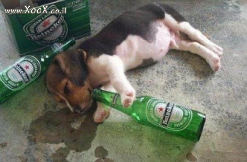 תמונת כלב שיכור