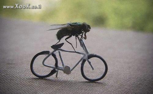 תמונת זבוב על אופניים