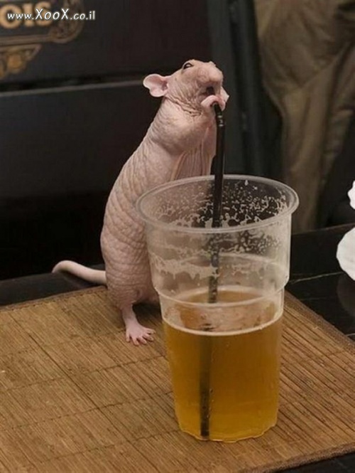 תמונת עכבר בסוטול מבירה