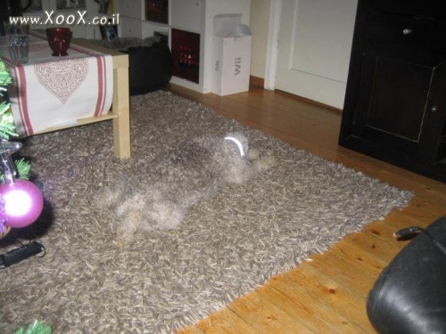תמונת כלב שטיח