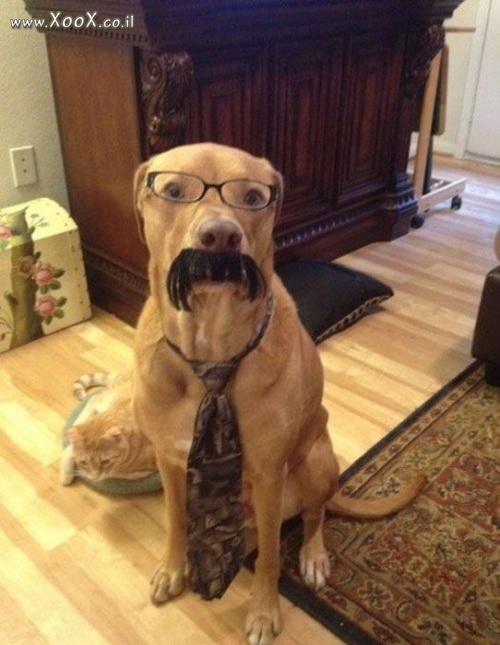 תמונת עורך דין כלב
