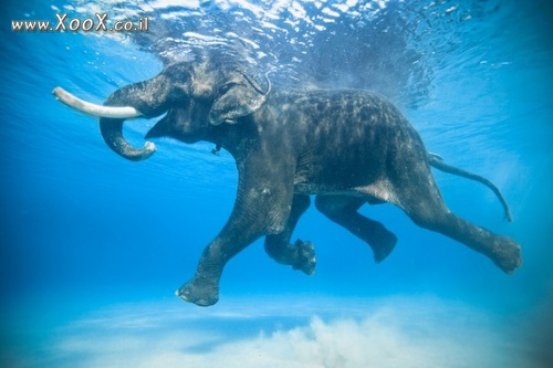 תמונת פיל בשחייה