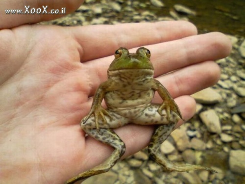 תמונת אחלה צפרדע
