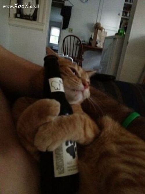 תמונת החתול שאוהב יין