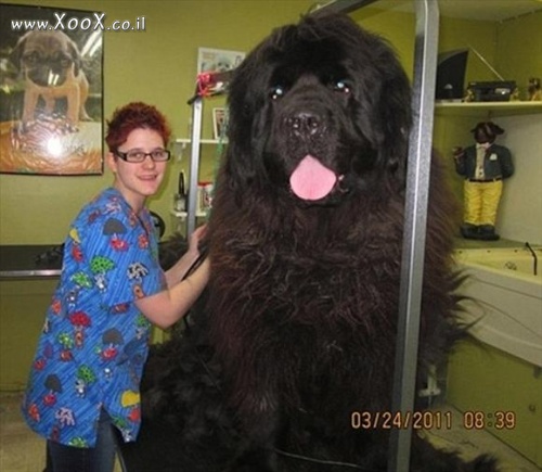 תמונת איזה כלב ענק