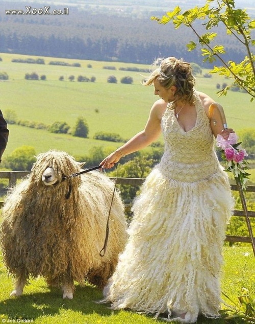 תמונת שמלת כבש