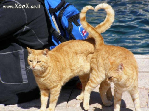 תמונת חתולים במצב אהבה