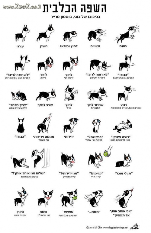 תמונת השפה הכלבית