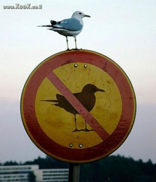תמונת הכניסה לציפורים אסורה