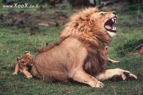 תמונת מי אמר שגור אריות אינו חזק?