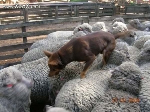 תמונת כלב על הכבשים
