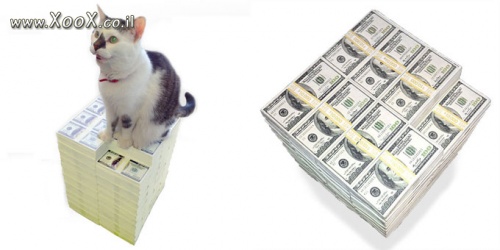 תמונת חתולי  שמור לי על הכסף!