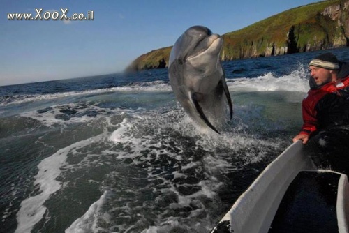 תמונת דולפין שקפץ לביקור