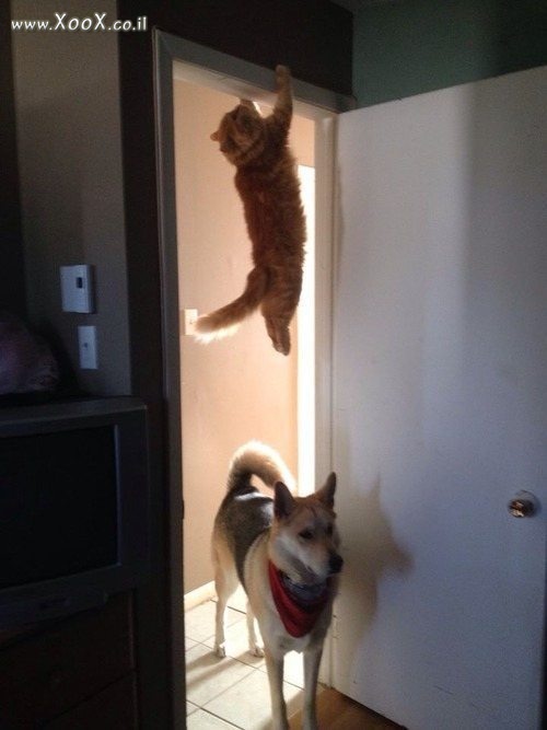 תמונת משימה בלתי אפשרית - חתול נגד כלב