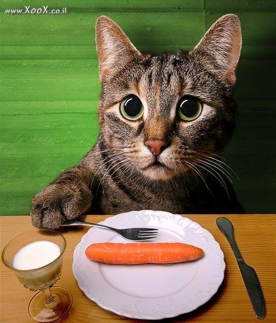 תמונת חתולי אוכל