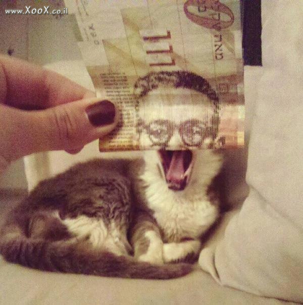 תמונת חתול הכסף