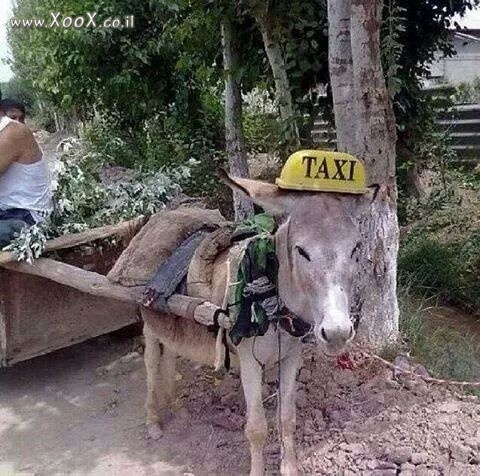 תמונת מונית חמור