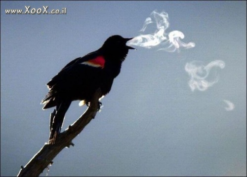 תמונת ציפור מעשן