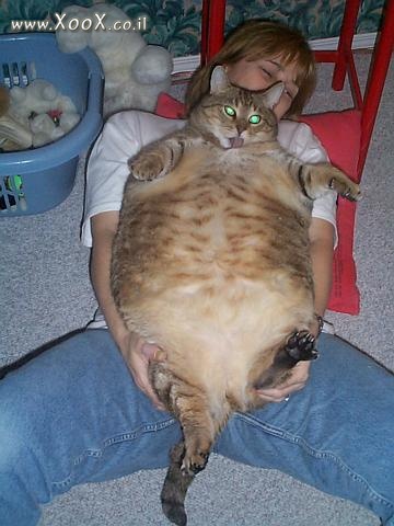 תמונת חתול שמן