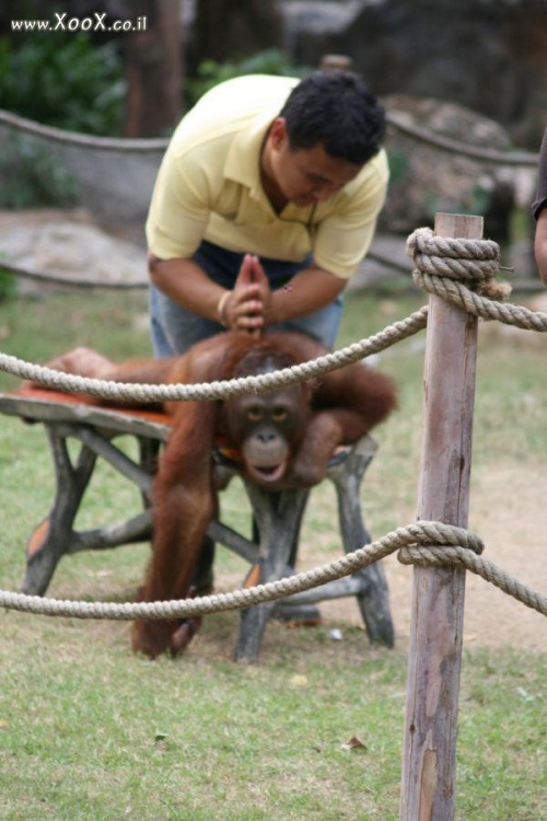 תמונת מסאג' תאילנדי לקוף