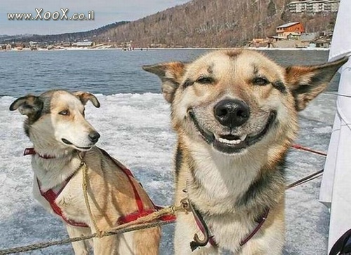 תמונת חיוך של כלב