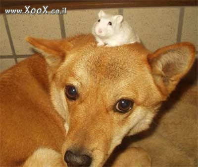 תמונת הכלב והעכבר