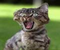 תמונות מצחיקות חתול משוגע