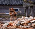 תמונות מצחיקות כלב חוטב עצים
