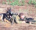 תמונות מצחיקות כלב צבאי