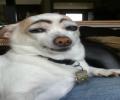 תמונות מצחיקות כלב עם גבות מסודרות