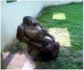 תמונות מצחיקות קופים במצב לא נעים