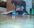 תמונות מצחיקות חתולים משחקים מחבואים