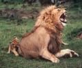 תמונות מצחיקות מי אמר שגור אריות אינו חזק?
